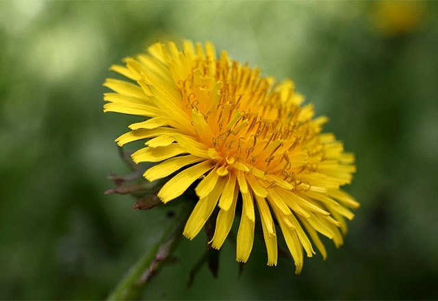 Le concept : La cuisine sauvage